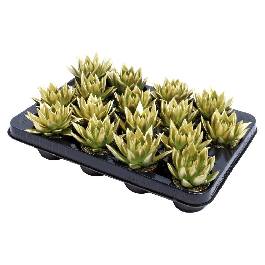 Echeveria Miranda 8cm 6cm Pot