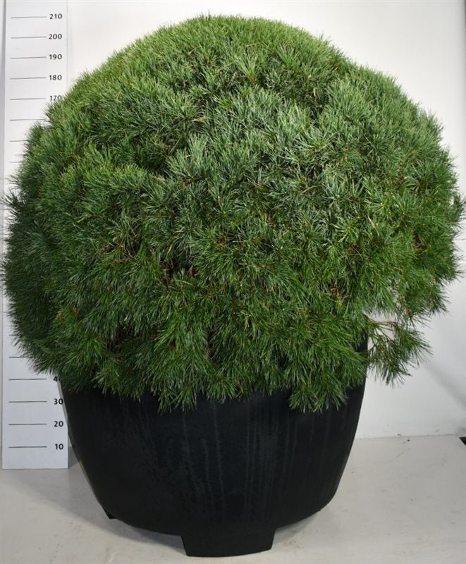 Pinus sylvestris Watereri 200cm 100cm Pot