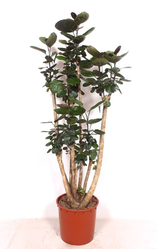 Polyscias Fabian 160cm 34cm Pot