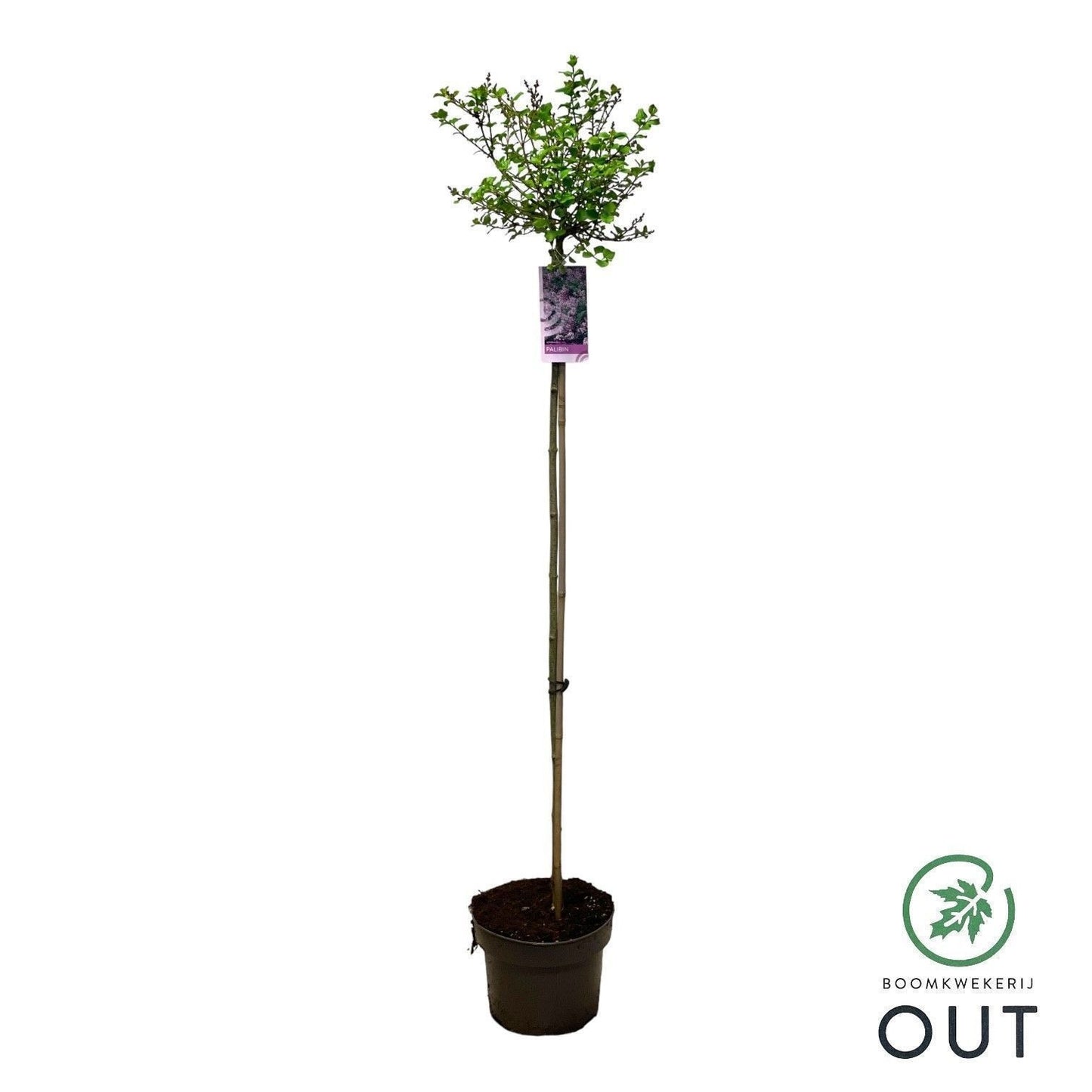 Syringa meyeri Palibin 130cm 23cm Pot