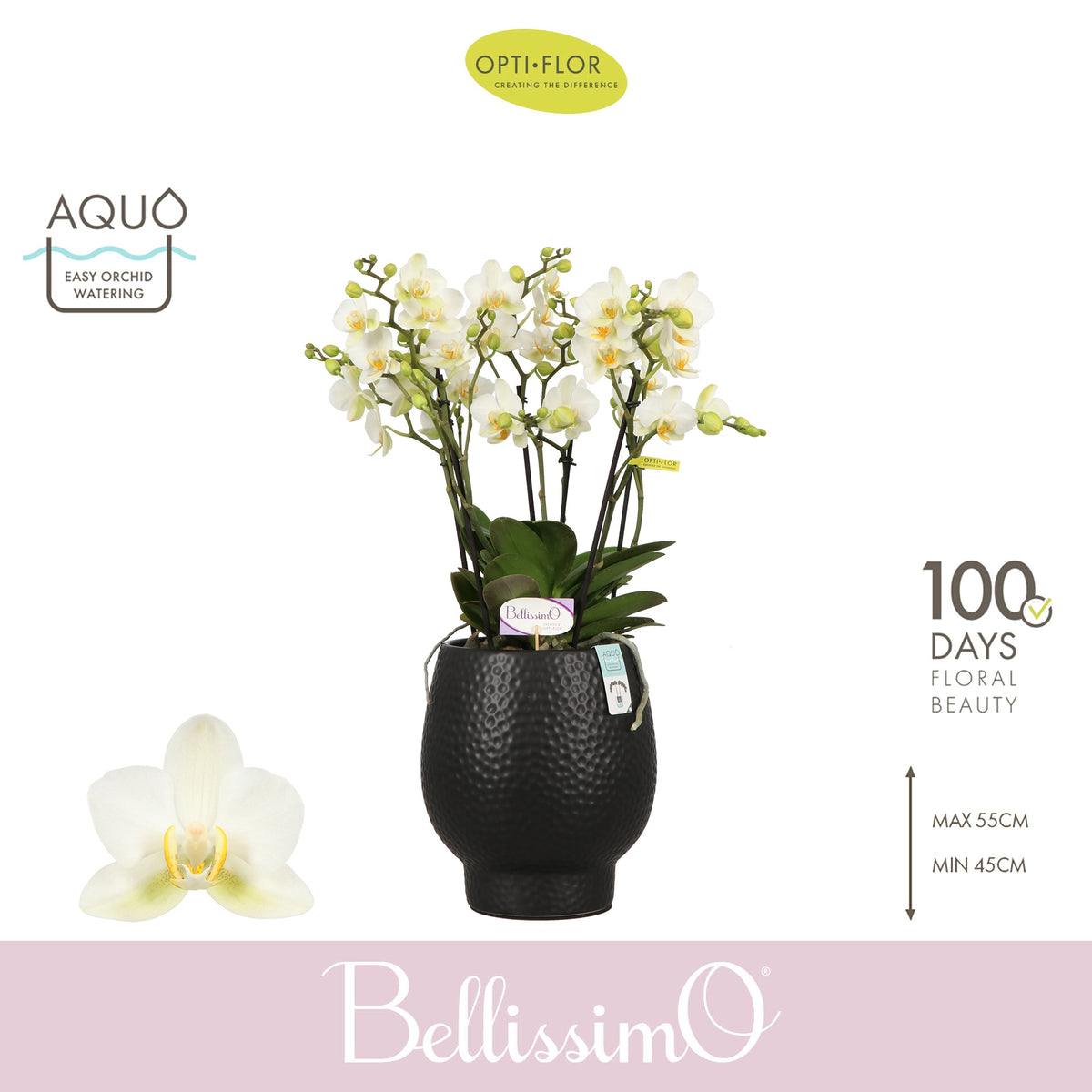 Phalaenopsis Bellissimo Bella (+ drp.white) 50cm 15cm Pot