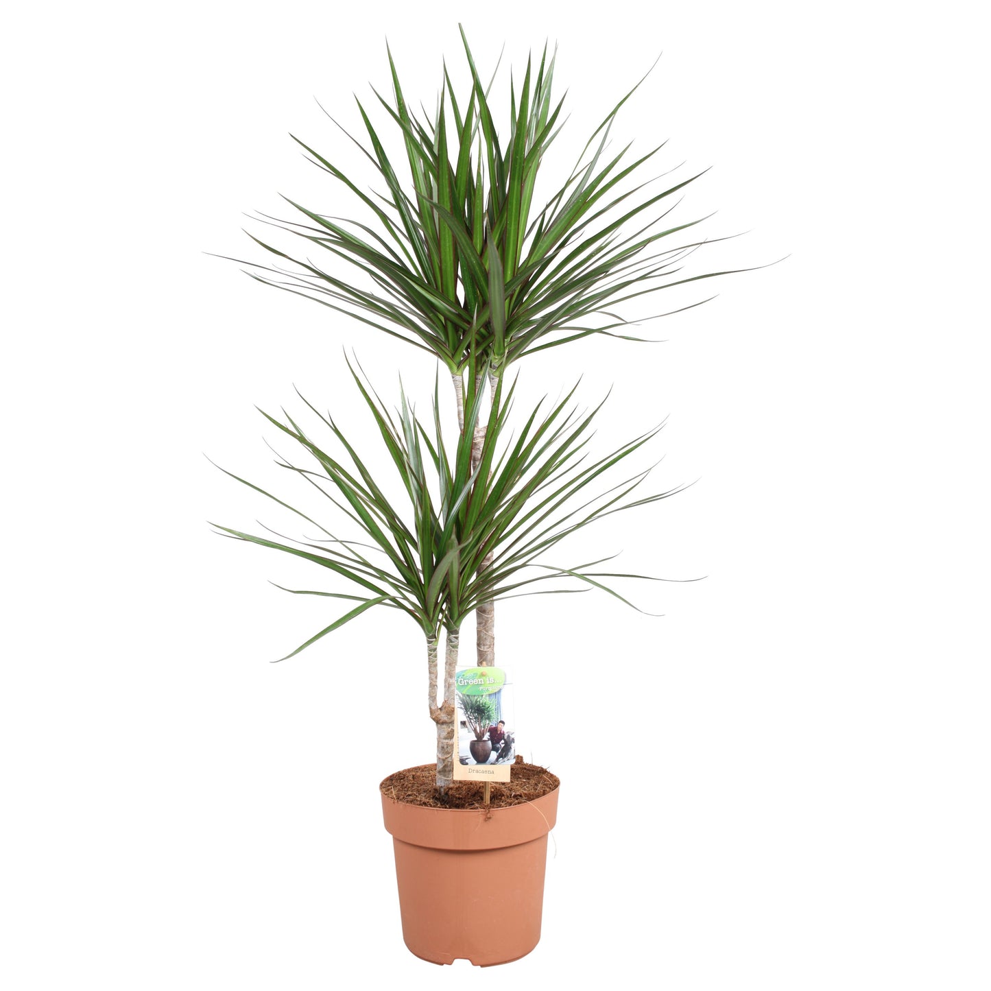 Dracaena marginata 90cm 21cm Pot