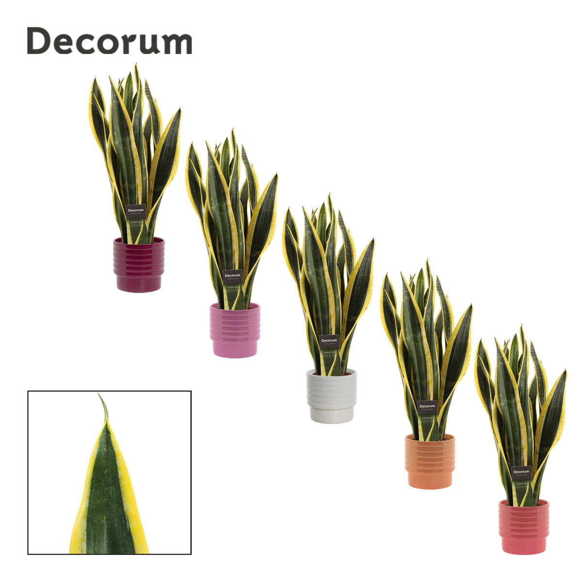 Sansevieria Black Gold 48cm 12cm Pot