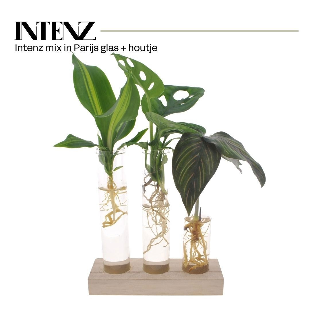 Foliage houseplants mix 10cm 7cm Pot