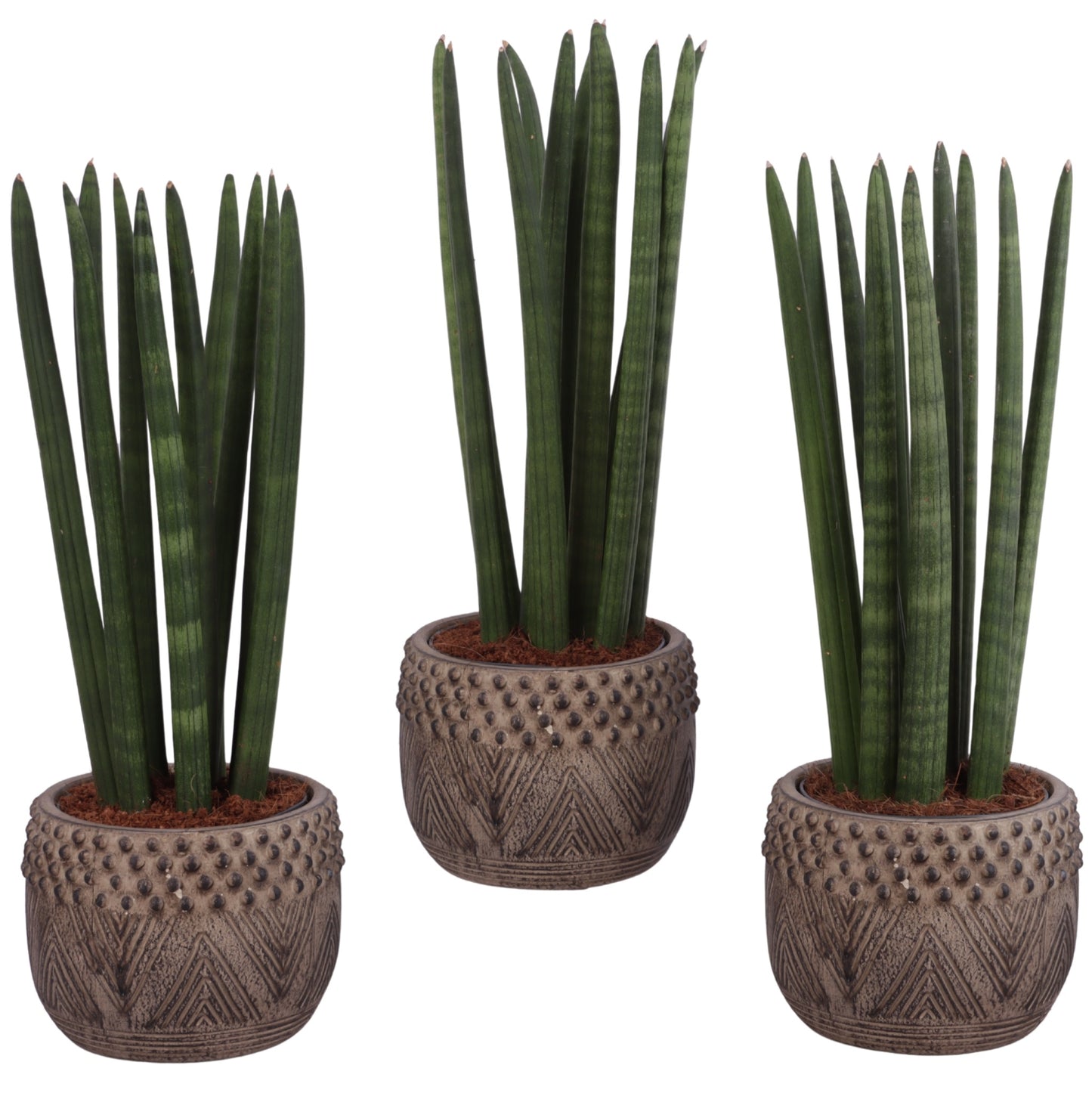 Sansevieria cylindrica 35cm 16cm Pot