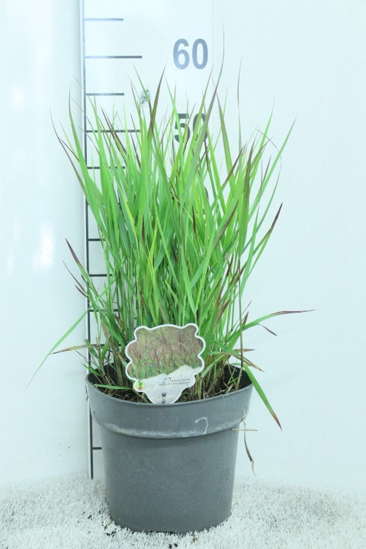 Panicum virgatum 55cm 23cm Pot