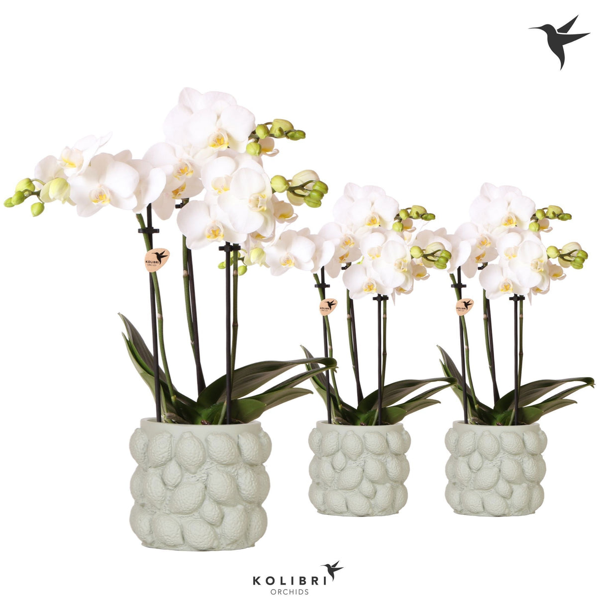 Phalaenopsis multiflora white 40cm 9cm Pot