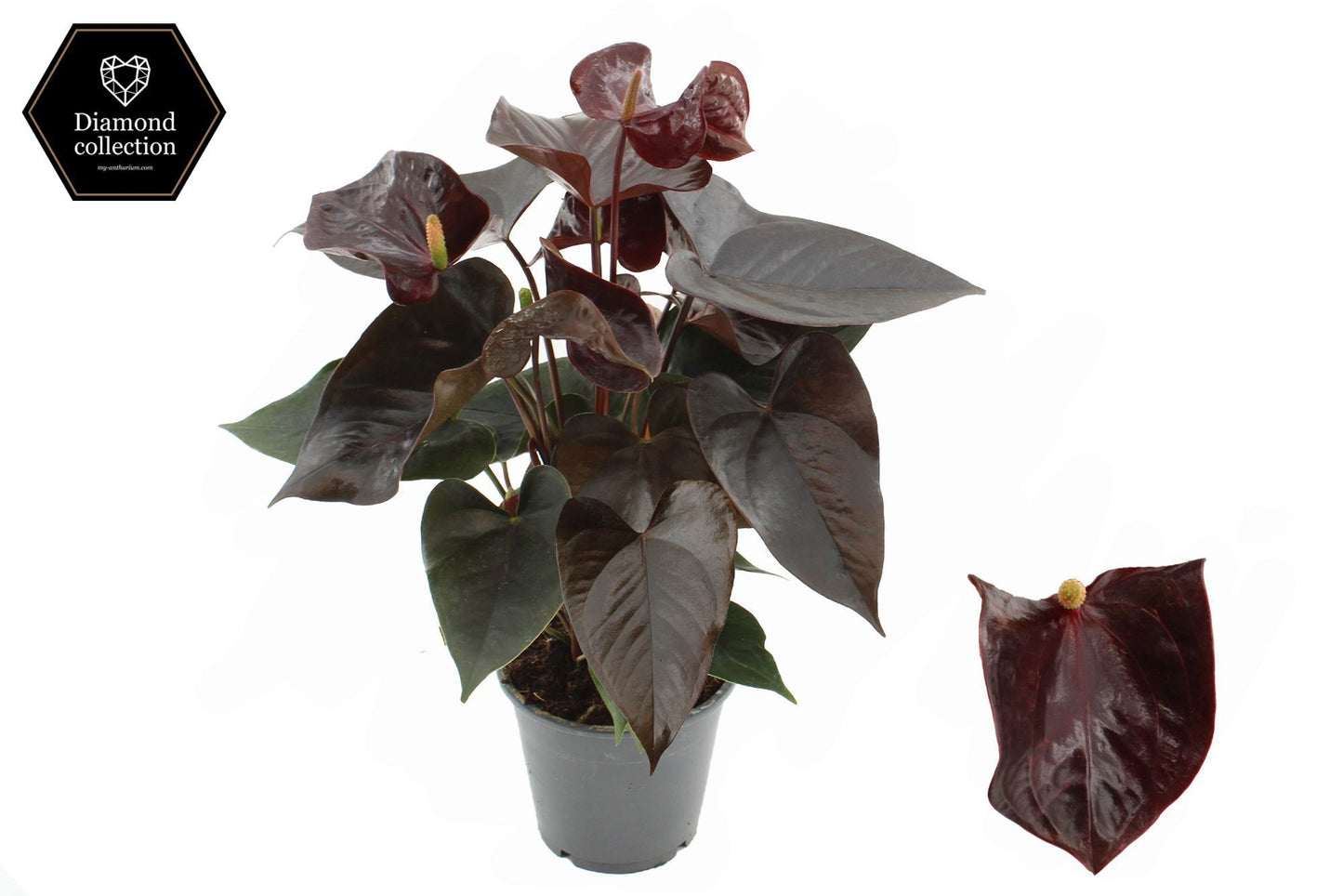 Anthurium Vicino 40cm 12cm Pot