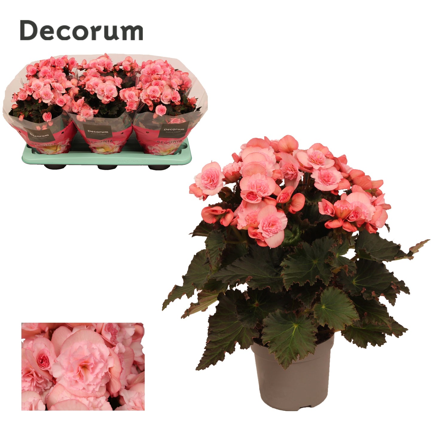 Begonia elatior Joy Pink 30cm 13cm Pot