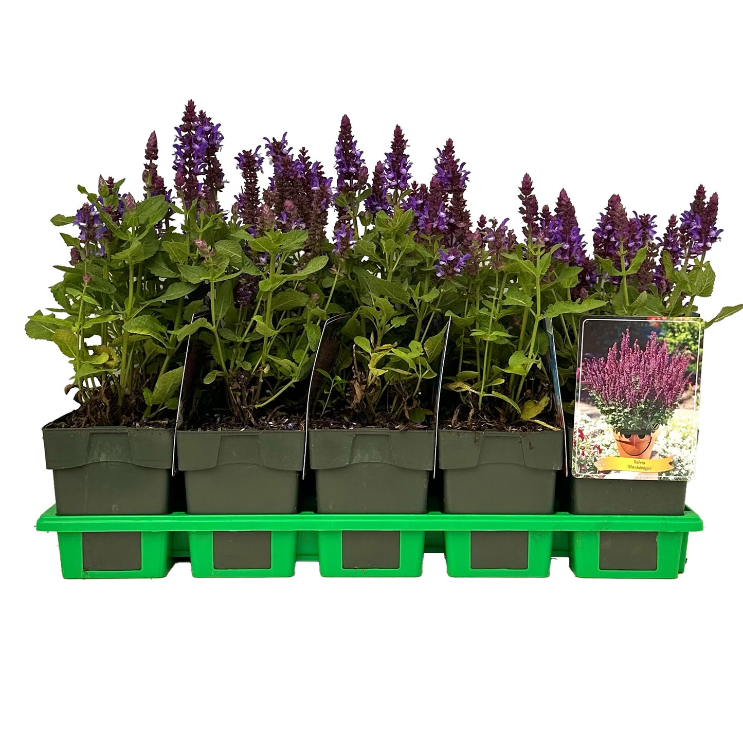 Salvia nem. Blaukoenigin 25cm 11cm Pot