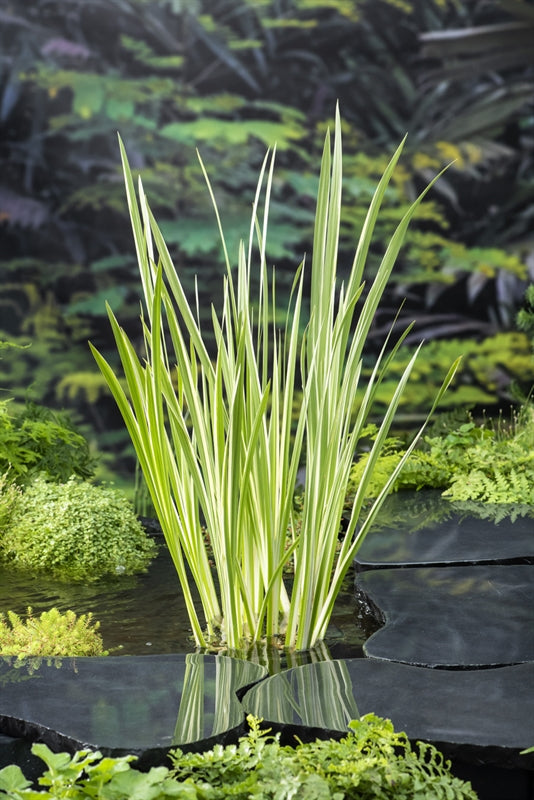 Waterplkw R. Moerings Acorus Variegatus Pack of 6