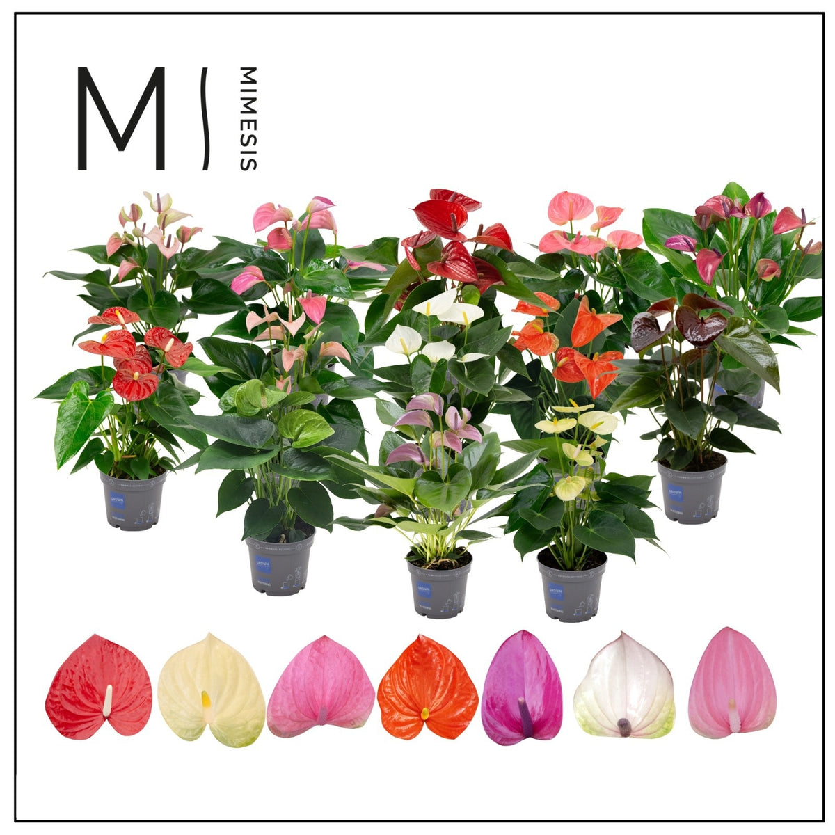 Anthurium mix 43cm 12cm Pot