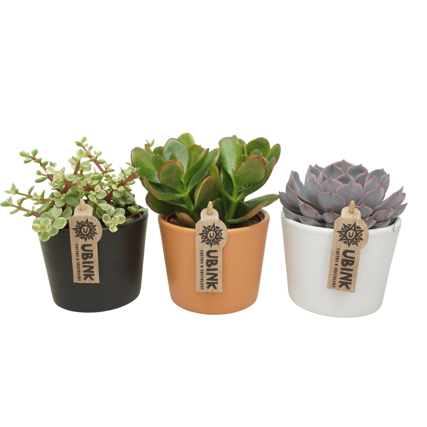 Succulent mix 18cm 10.5cm Pot