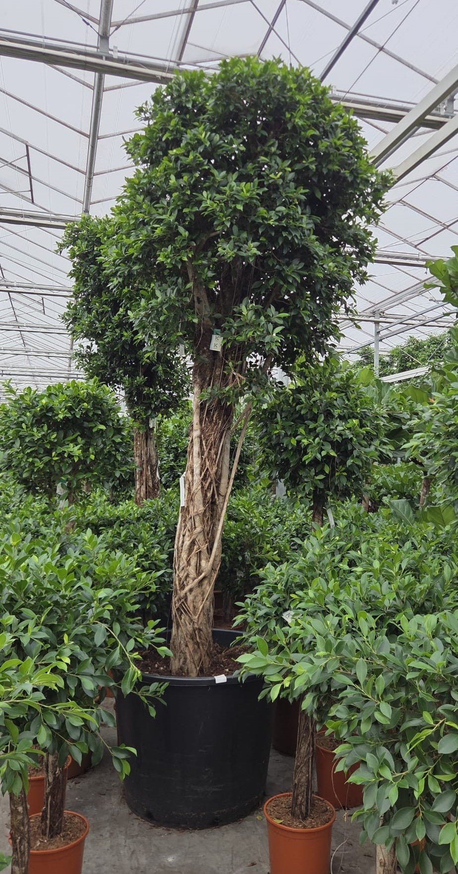 Ficus benjamina 400cm 96cm Pot