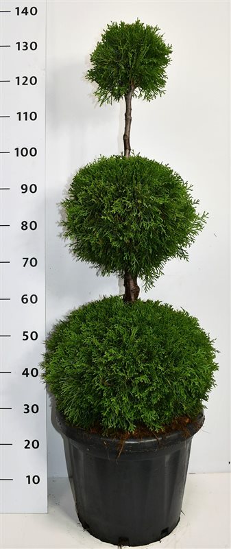 Thuja occidentalis Smaragd 125cm 38cm Pot
