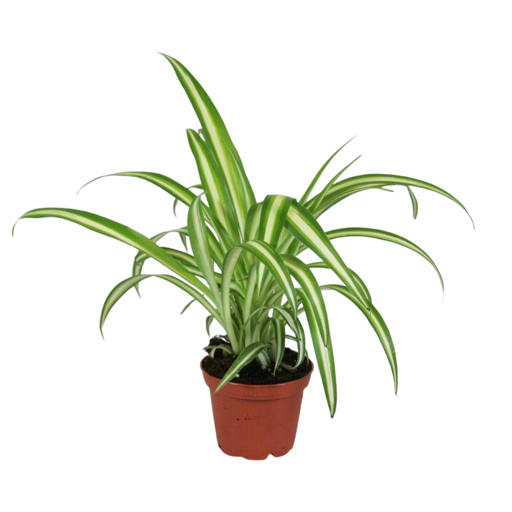 Jongenotter Potpl.kwekerij, Willem Chlorophytum Variegated Pack of 16