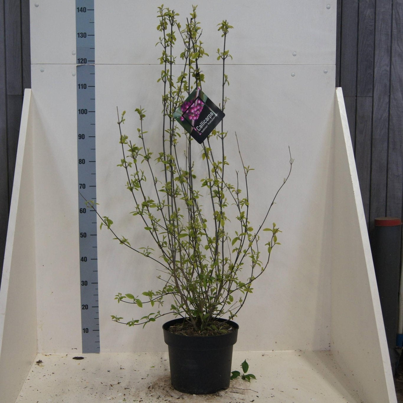 Callicarpa bod. Profusion 120cm 28cm Pot