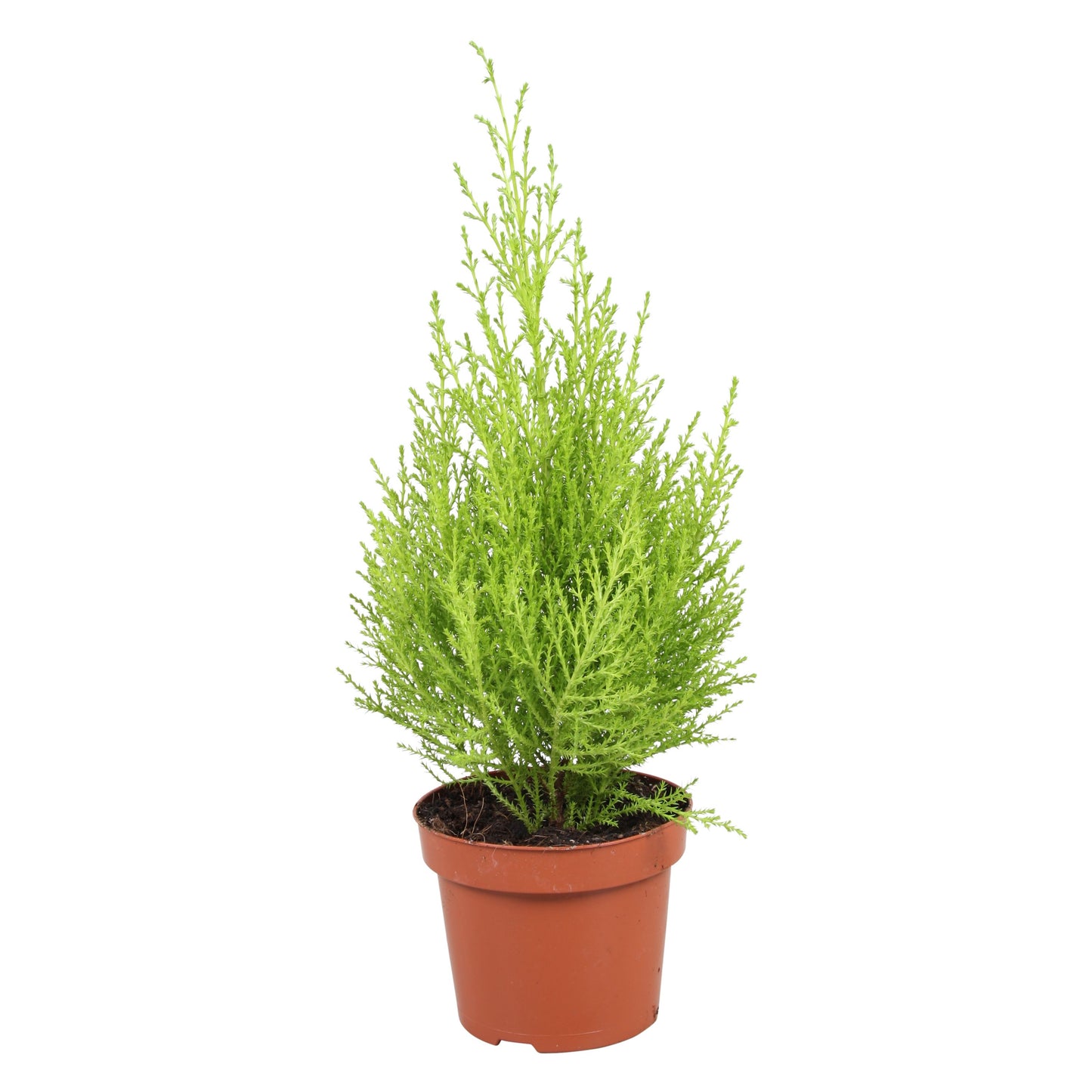 Cupressus Goldcrest Wilma 35cm 12cm Pot
