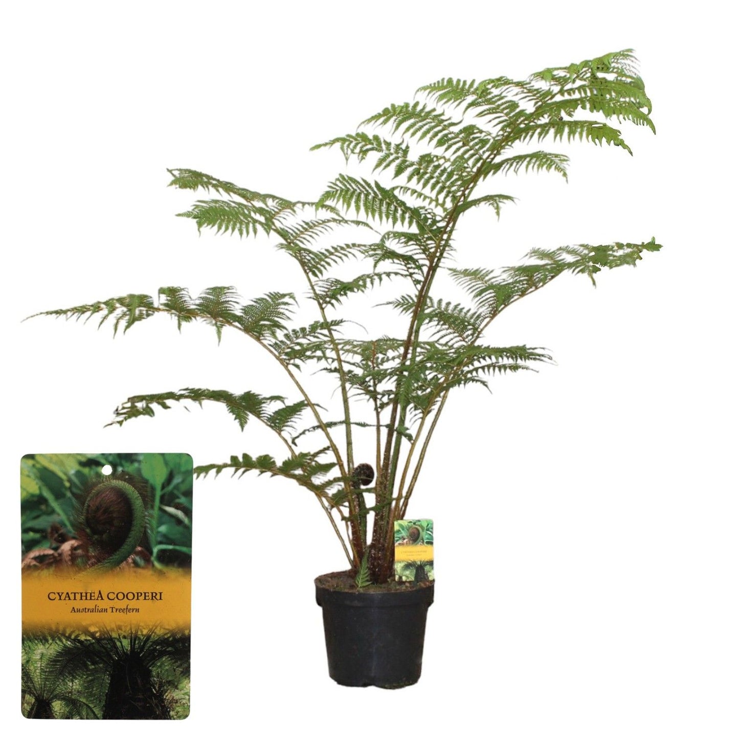 Cyathea Tomentosissi 140cm 29cm Pot