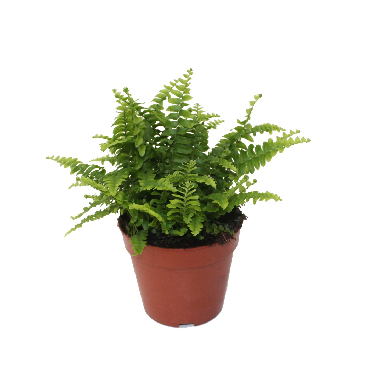 Nephrolepis Green Lady 25cm 12cm Pot