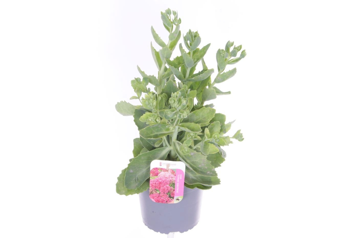 Sedum Herbstfreude 45cm 17cm Pot