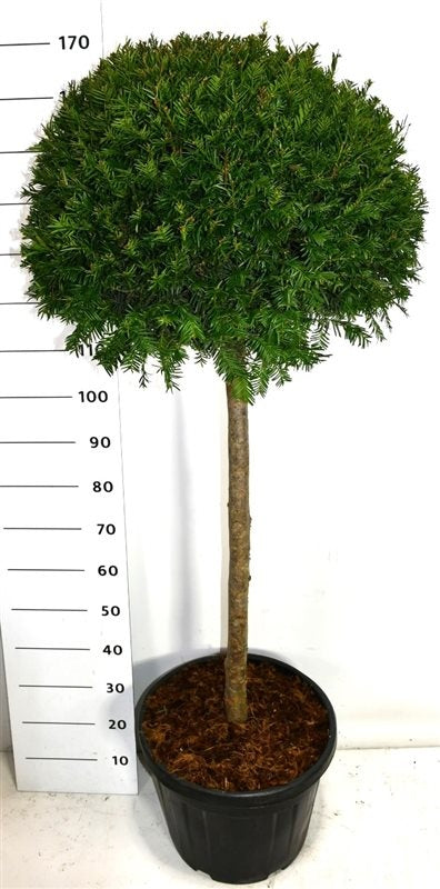 Taxus baccata 180cm 40cm Pot