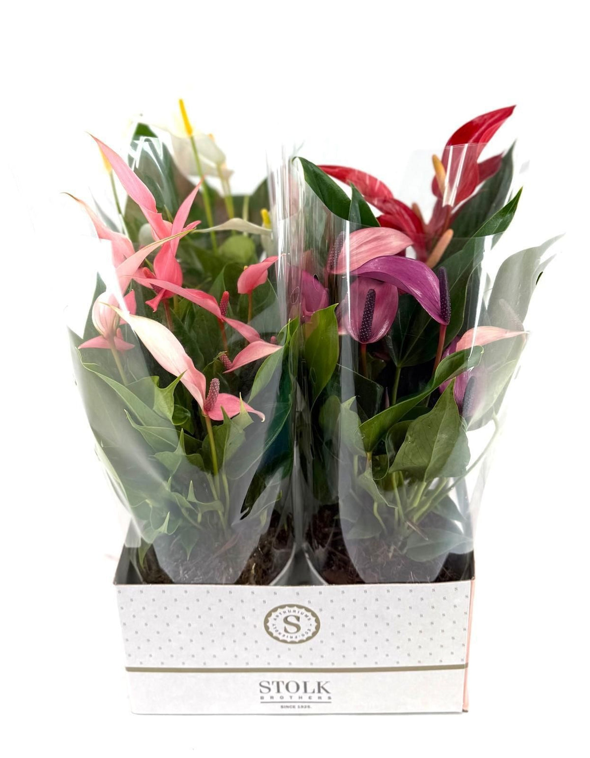 Anthurium mix 35cm 12cm Pot