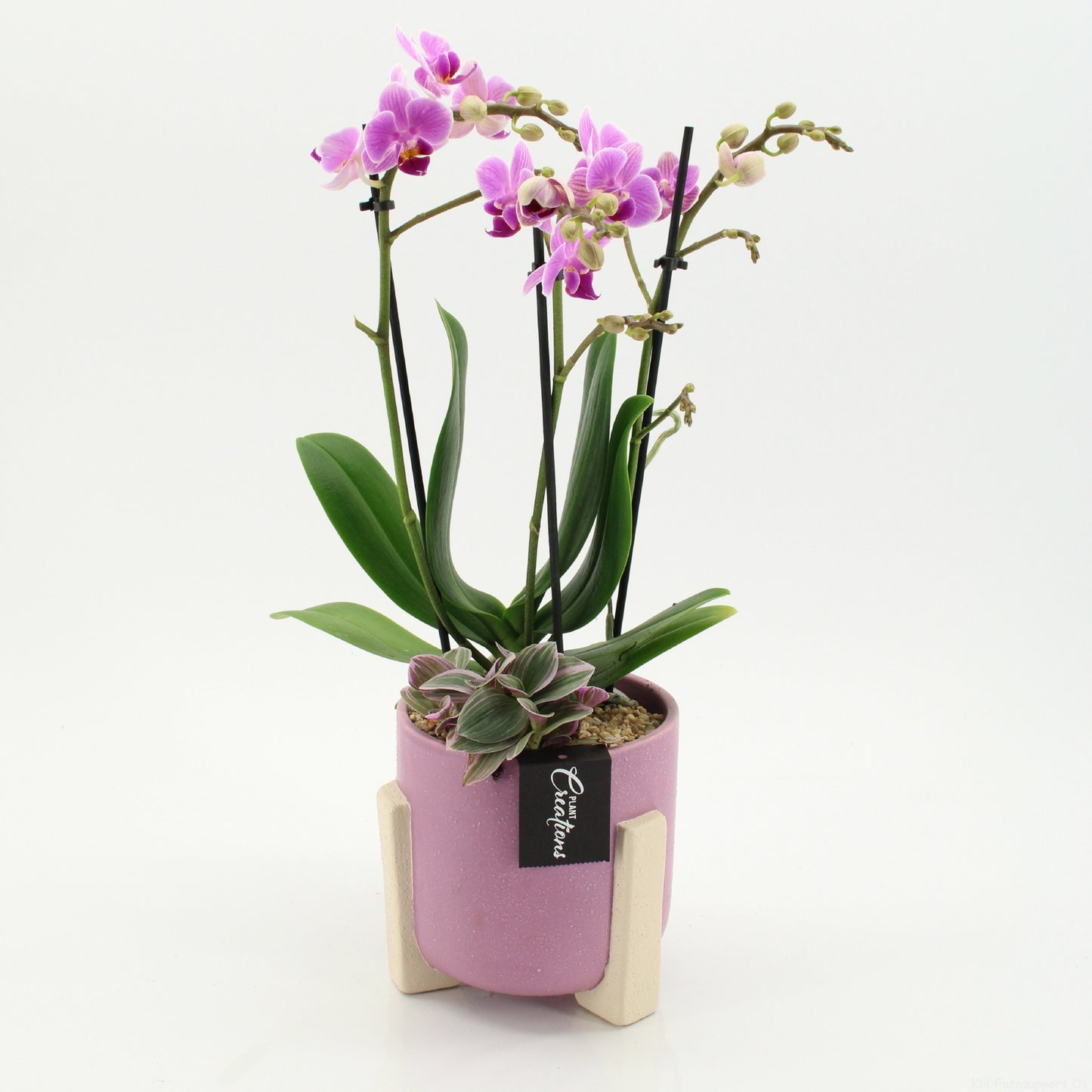 PHAL-2648RZ Phalaenopsis creatie 45cm 14cm Pot