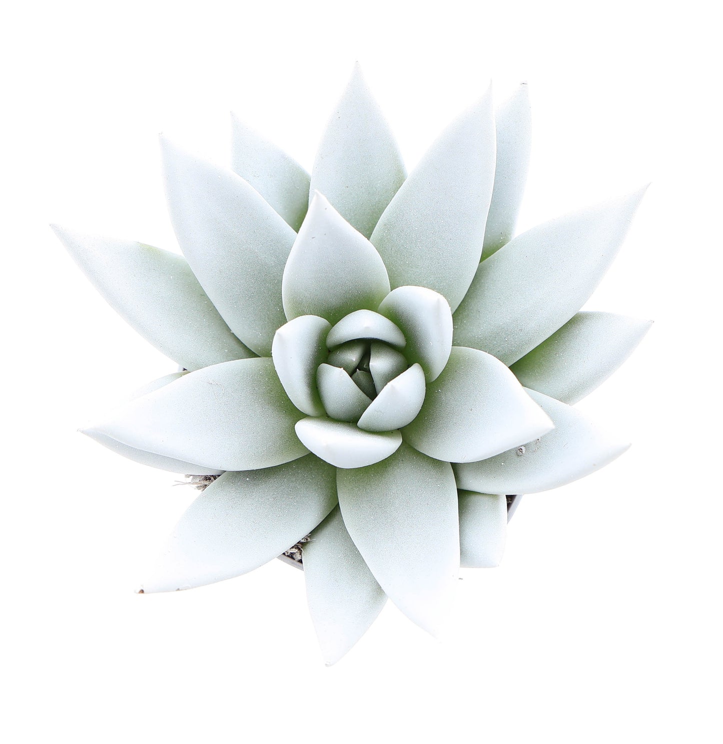 Rainbow white 8cm 6cm Pot