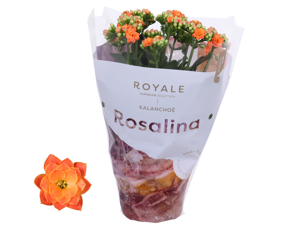 Kalanchoe Rosalina Don Pedro 27cm 12cm Pot