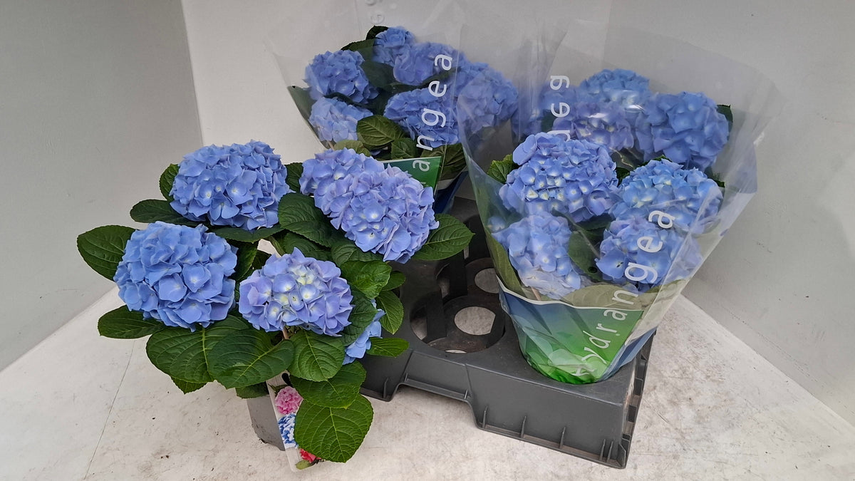 Hydrangea macr. Blauer Zwerg Blue 40cm 15cm Pot