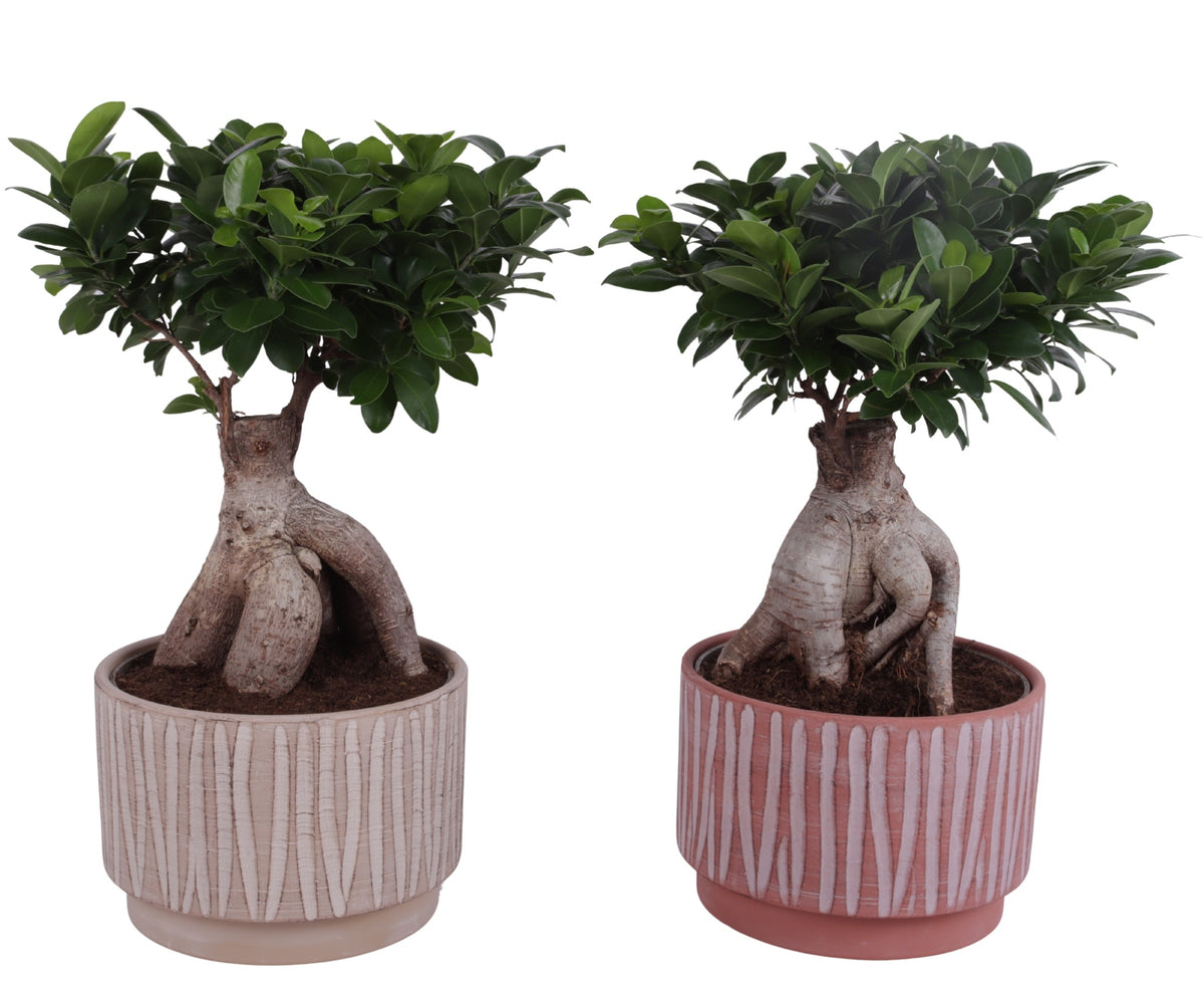 Ficus Ginseng 50cm 24cm Pot