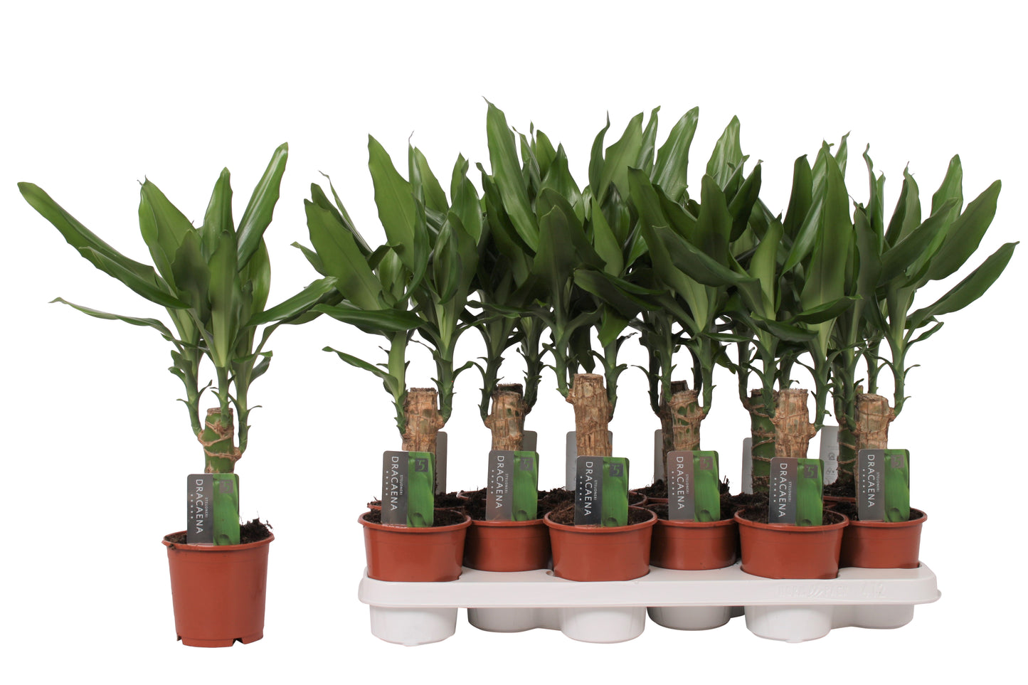 Vijverberg BV, kw. Piet Dracaena frag. Steudneri Pack of 12