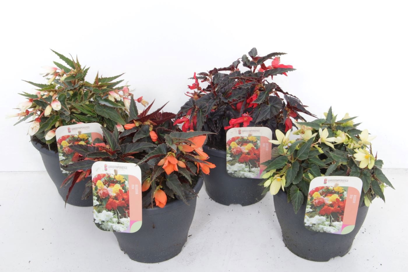 Begonia bol. Million Kisses Amour 40cm 23cm Pot