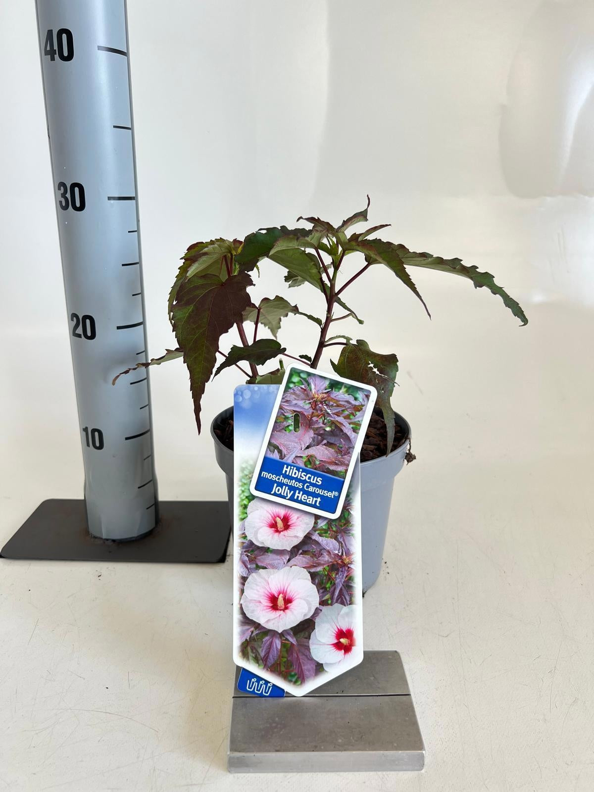 Hibiscus Car. Jolly Heart 25cm 17cm Pot