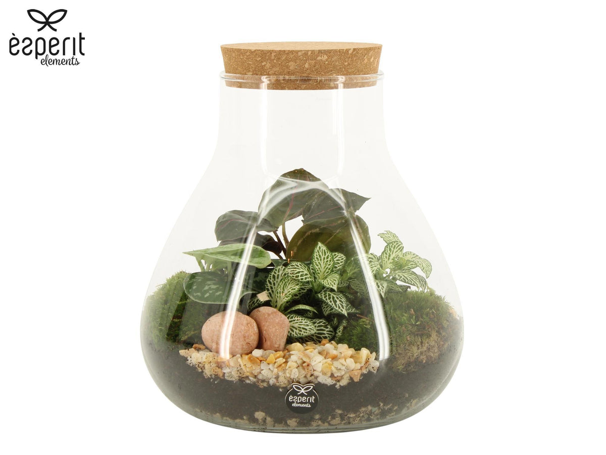 Glass Terrarium 23cm 22cm Pot
