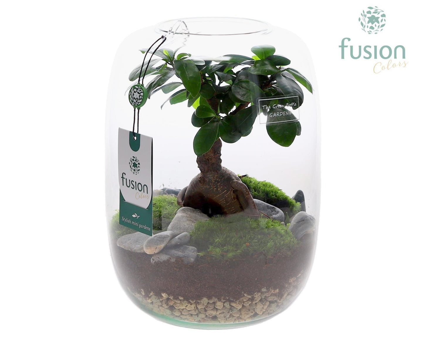 Ficus Ginseng in glass 25cm 19cm Pot