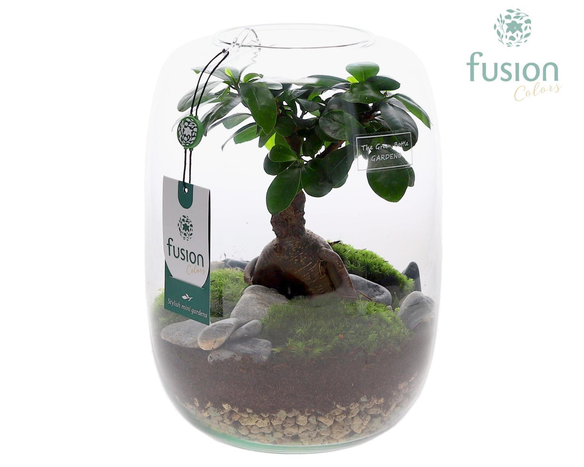 Ficus Ginseng in glass 25cm 19cm Pot