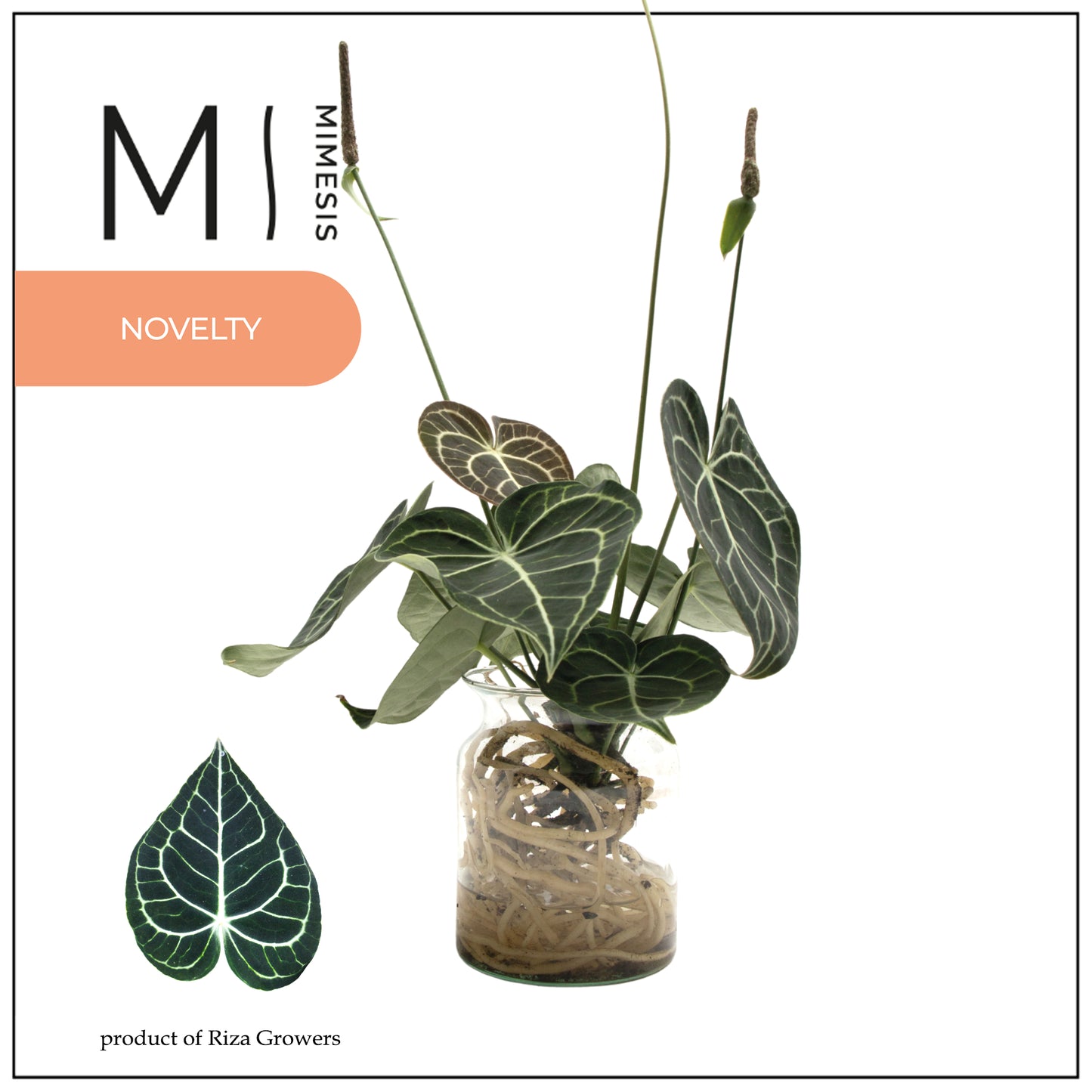 Anthurium clarinervium 30cm 12cm Pot