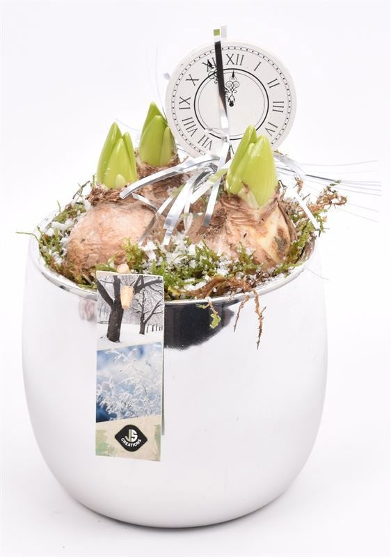 Hyacinthus arrangement 14cm Pot