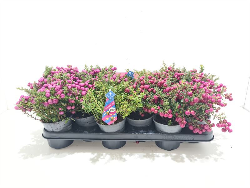 Gaultheria mucronata 15cm 10.5cm Pot