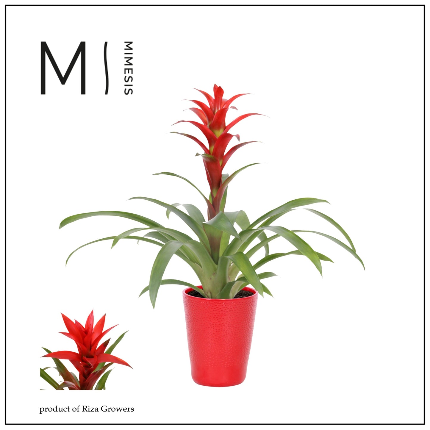 Riza Bromelia Specialist Guzmania Suerte Red Pack of 6