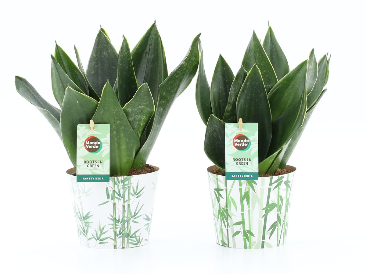 Sansevieria trifasciata 35cm 12cm Pot