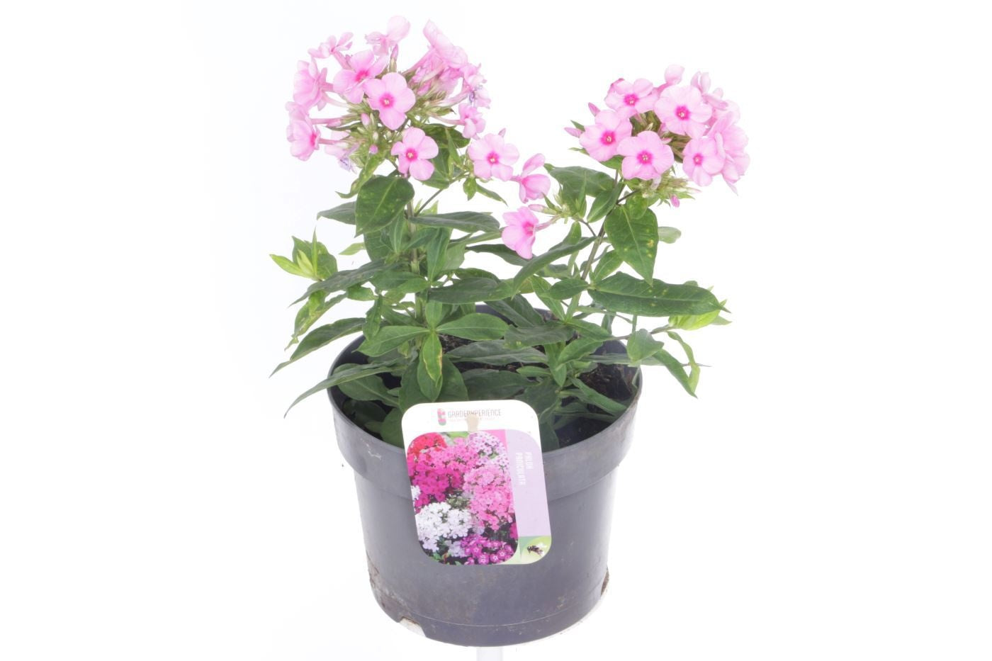 Phlox pan. Pink Flame 30cm 17cm Pot