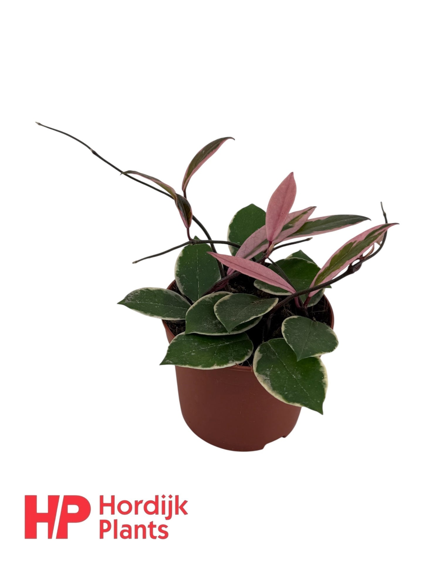 Hordijk Plants Hoya car. Floraganza Flamingo Dream Pack of 6
