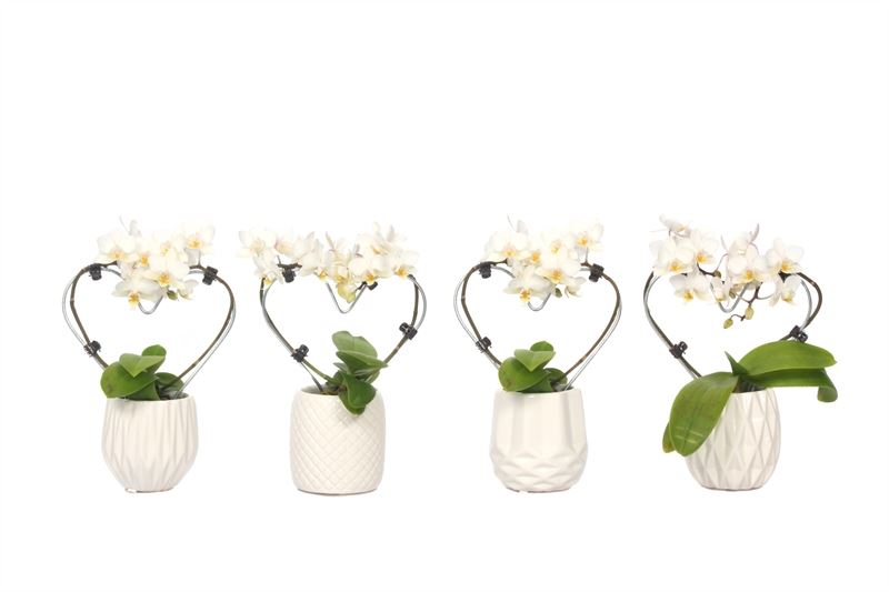 Phalaenopsis hybrid 17cm 6cm Pot