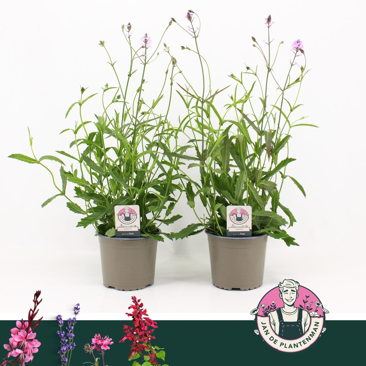 Verbena rigida 45cm 17cm Pot