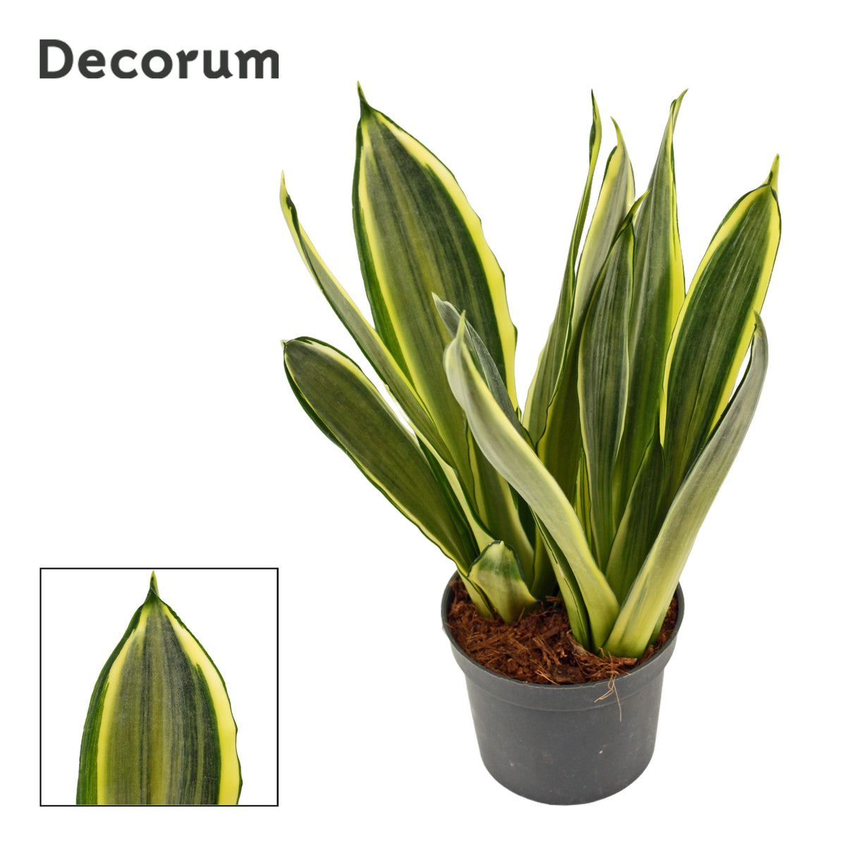 Sansevieria trifasciata 25cm 9cm Pot