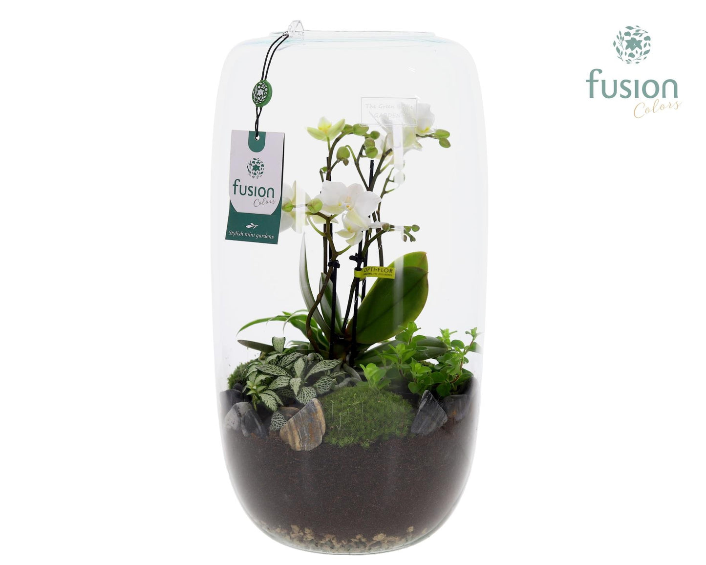 Fusioncolors BV Green Bottle Isabella XXLarge met 4tak Phalaenopsis Arrangement 24 uurs levertijd Pack of 2
