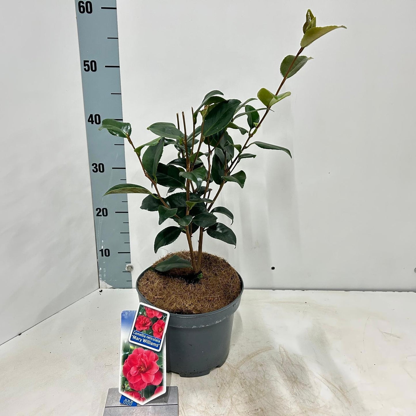 Camellia Mary Williams 40cm 19cm Pot